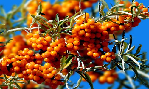 2023襄陽酷塑身冷凍溶脂專家TOP10強(qiáng)榜(莊成全、張世蓮、周創(chuàng)業(yè)入圍專家都是名醫(yī)大咖)