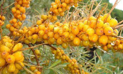 2023洛陽美白針手術(shù)醫(yī)生推薦TOP10強(劉健、李冉、任留華實力強勁更安心)